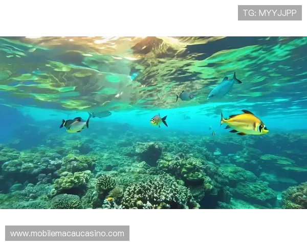 海洋之神国际版：极致画面表现带你体验真实震撼的海底世界